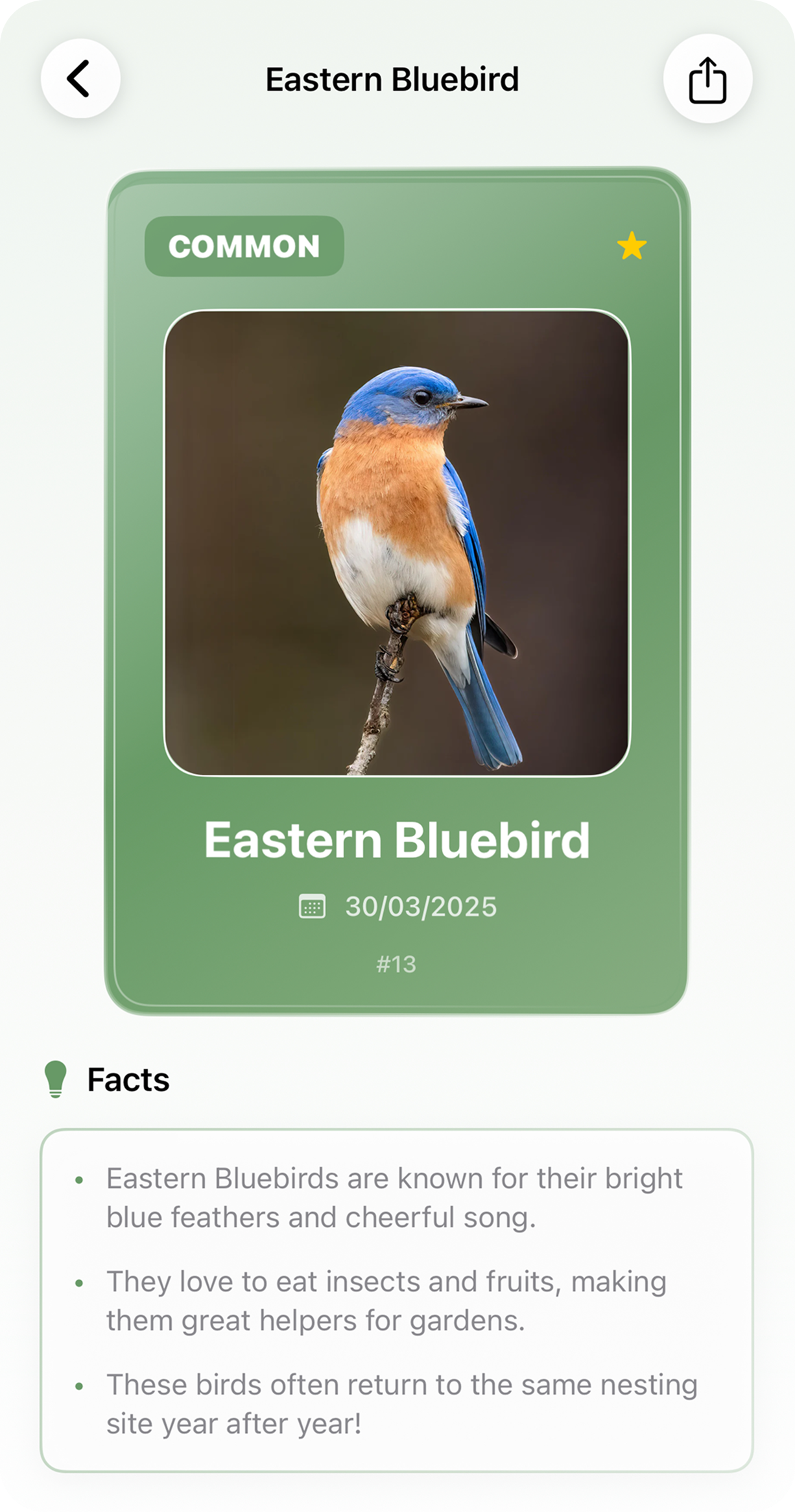 Eastern Bluebird species card showing identification details